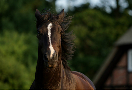 So cute and very beautiful:) - horses