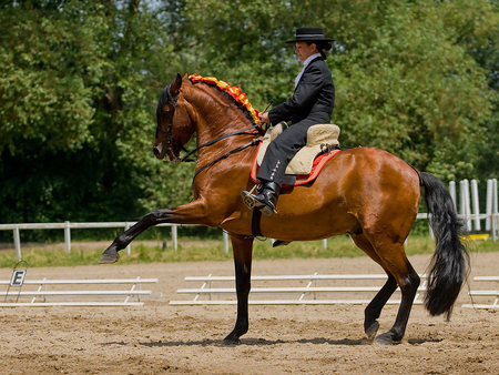 Great horse and rider - horses