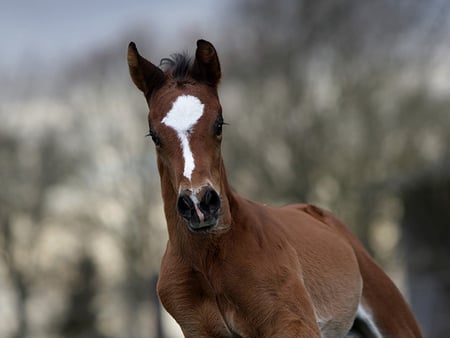 Beautiful & young - horses