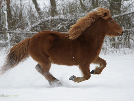 so cute:) - horses