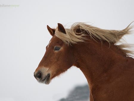 Beautiful horse - horses