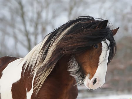 Cute gypsy - horses