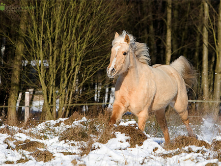 Horse - horses