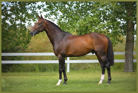 R.I.P. Great one - canadian, beauty, stallion, hickstead, horse, eric lamaze