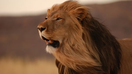 Lion