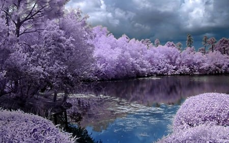 Purple forest - 09, picture, purple, 2011, forest, 11