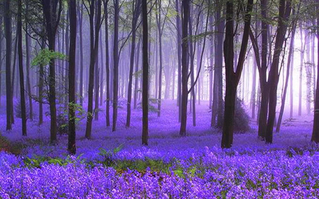 Purple forest - purple, forest, 2011, 09, 11, fantasy