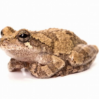 GRAY TREE FROG