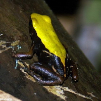 MANTELLA FROG