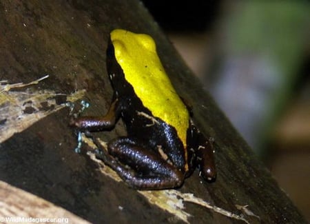 MANTELLA FROG - frog, yellow, log, black