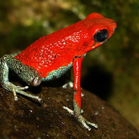 POISON ARROW FROG