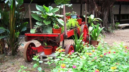 Ox cart - ornamental plant, red, green, potted plants, plantain tree