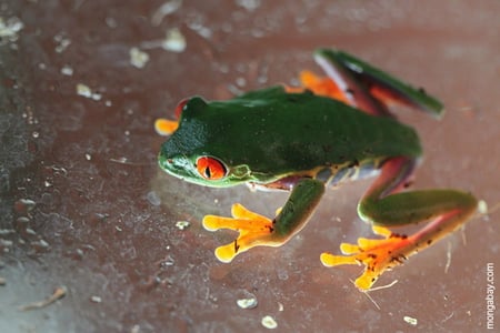 RED EYED TREE FROG ON WINDOW - window, red, eyes, green