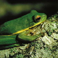 GREEN TREE FROG