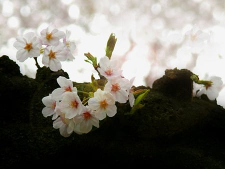 Sakura Blossoms - nature, pretty, blossoms, floral, sakura, photography, cherry, flowers