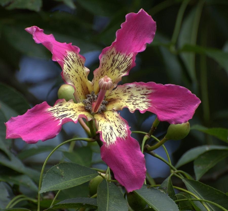 PAINTEIRA-ROSE - leaves, rose, flower, pink