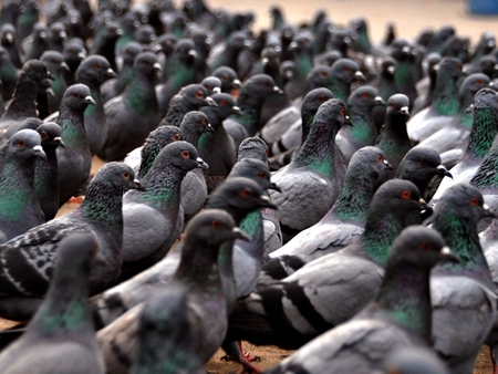 Flock Of Pigeons - group, birds, pigeons, photography, flock, cute, animals