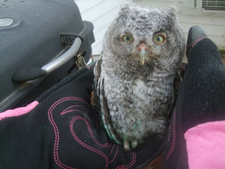 OWL - screech owl, baby owl, owl, owls