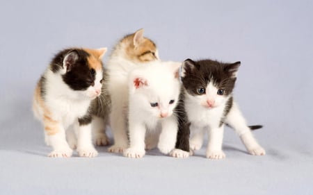 BEST FRIENDS - nice, 2d, kittens, wallpaper, amazing, cool, beautiful, cats, 3d, animal