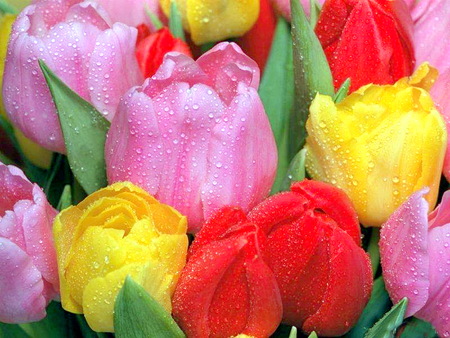 Missed You Jacquelinela - photography, tulips, park, lovely, nature, view, jacquelinela, yellow, pink, red, beautiful, rainy, flowers, photo, garden, drops