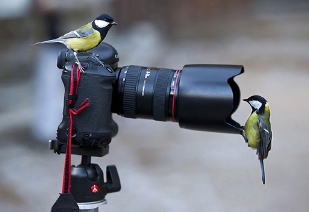 Say Cheese - cute, camera, bird, great tit