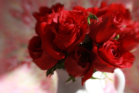 Roses-Roses-Roses - flowers, red roses, white pitcher, still life