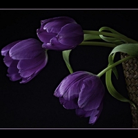 Still life in purple.