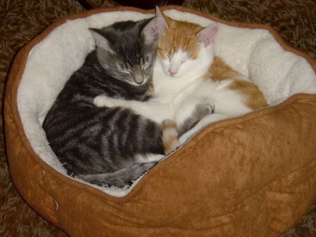 HUGGING KITTENS FOR MY FRIEND CARMEN - tabby, kittens, ginger, gray