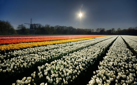 field of flowers - sky, sun, photography, sunset, field, white, nature, pretty, windmill, flowers