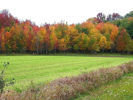 Autumn Foliage - sky, trees, autumn, grass