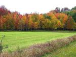 Autumn Foliage