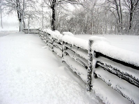 Snow Laden Cedar Rail Fence - winter, fence, trees, snow