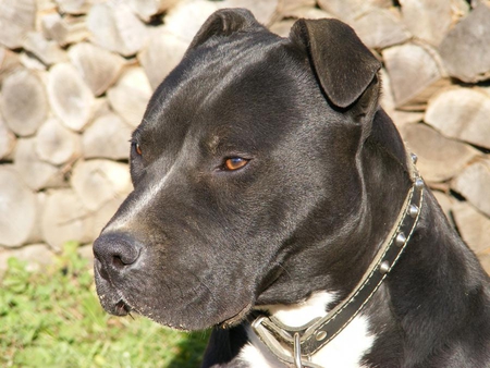 AJAX - pit bull, black, canine, dog, handsom