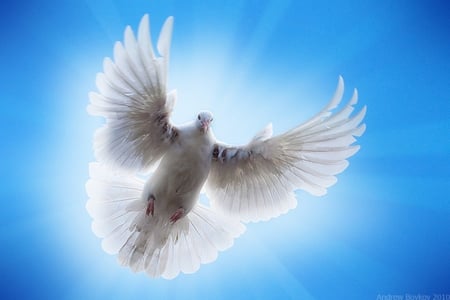 WORLD PEACE - white, feathers, dove, peace, flight, world