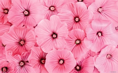 Beautiful pink flowers.. - graceful, lovely, gentle, enduring