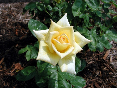 YELLOW ROSE - roses, flowers, yellow, nature