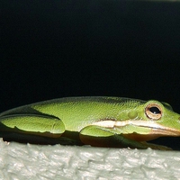 Green Frog