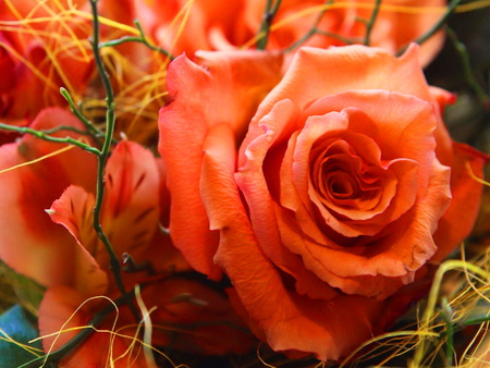 Orange roses - nice, roses, delicate, peach, lovely, nature, softness, pretty, pink, red, beautiful, orange, flowers