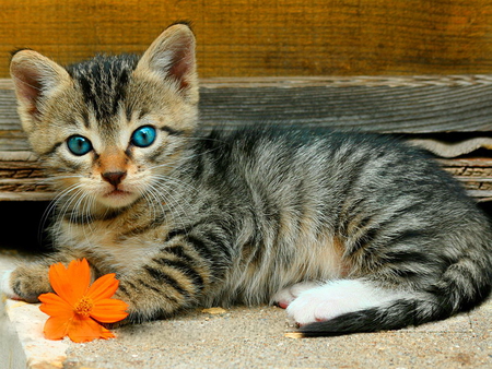 With a flower in paw - kitten, paw, blue-eyed, orange, flower, cat, kitty