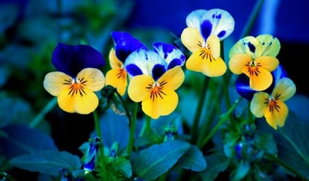 Viola-tricolor - nature, colors, flowers, viola, flower