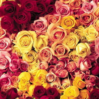 Colorful roses to all my friends that I cherish on here..