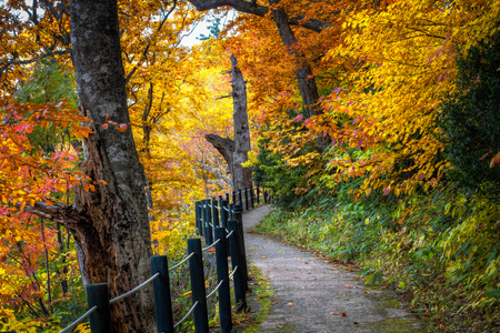 Autumn-HDR - pretty, scenery, amazing, landscape, great, grass, forest, walk, leaves, path, view, hdr, nice, branches, trees, beautiful, photography, road, beauty, colors, lovely, cool, nature, season, autumn, park