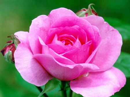 Lovely pink rose.. - beauty, gentle, significance, graceful