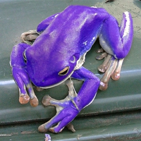 PURPLE FROG