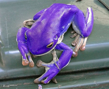 PURPLE FROG - purple, not, frog, natural