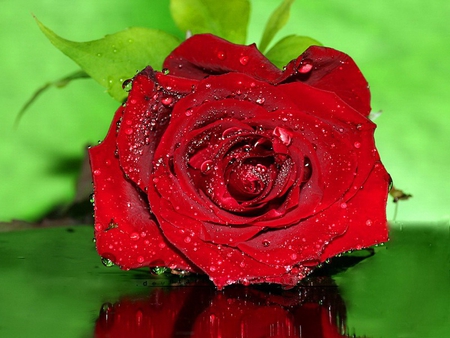 Wet beauty - beauty, nice, rose, lovely, pretty, red, green, flower, drops