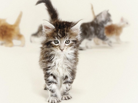 Cat walking - animal, kitten, feline, cute, cat