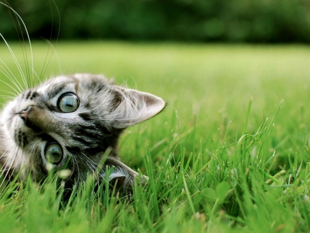 Whose is this head? - animal, cute, kitten, cat, feline, grass