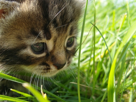 Baby cat exploring the world - animal, cute, baby, kitten, cat, feline, grass