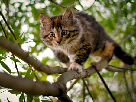 Cat on a tree - animal, cute, kitten, cat, feline, tree, nature